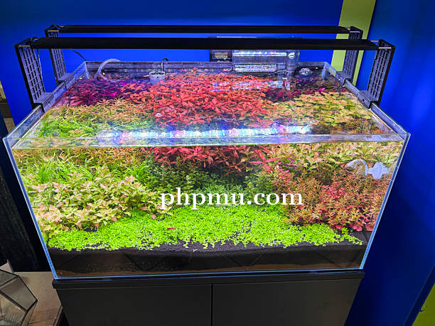 Peralatan Dasar yang Wajib Dimiliki Penghobi Aquascape Pemula